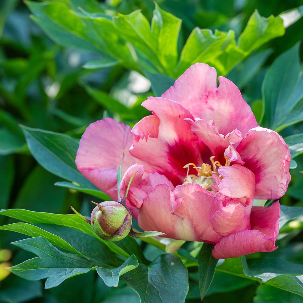Itoh-pensaspioni Old Rose Dandy