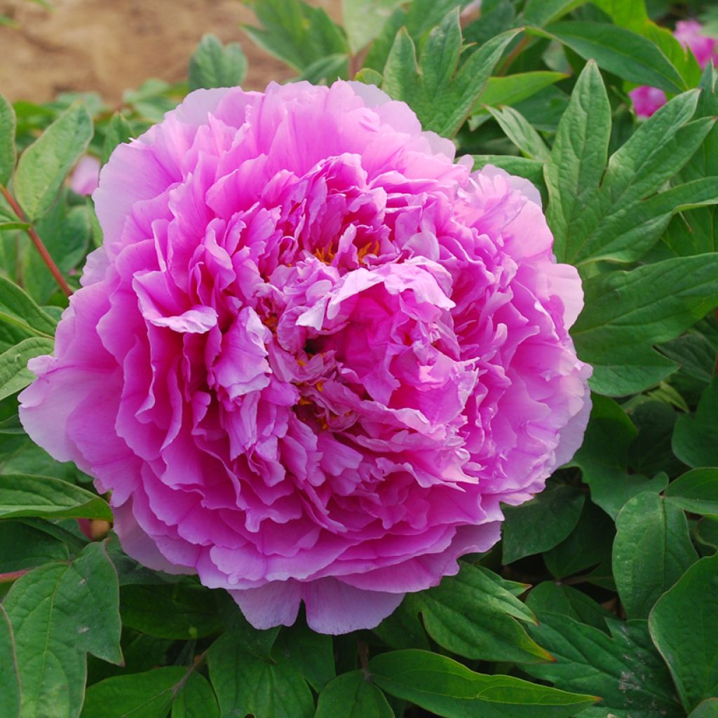 Pensaspioni Ling Hua Zhan Lu (Flower in Dew)