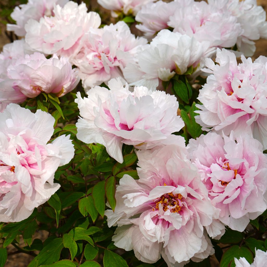 Pensaspioni Xue Ying Tao Hua (Peachy Snow)
