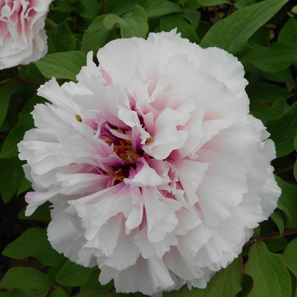Pensaspioni Xue Ying Tao Hua (Peachy Snow)