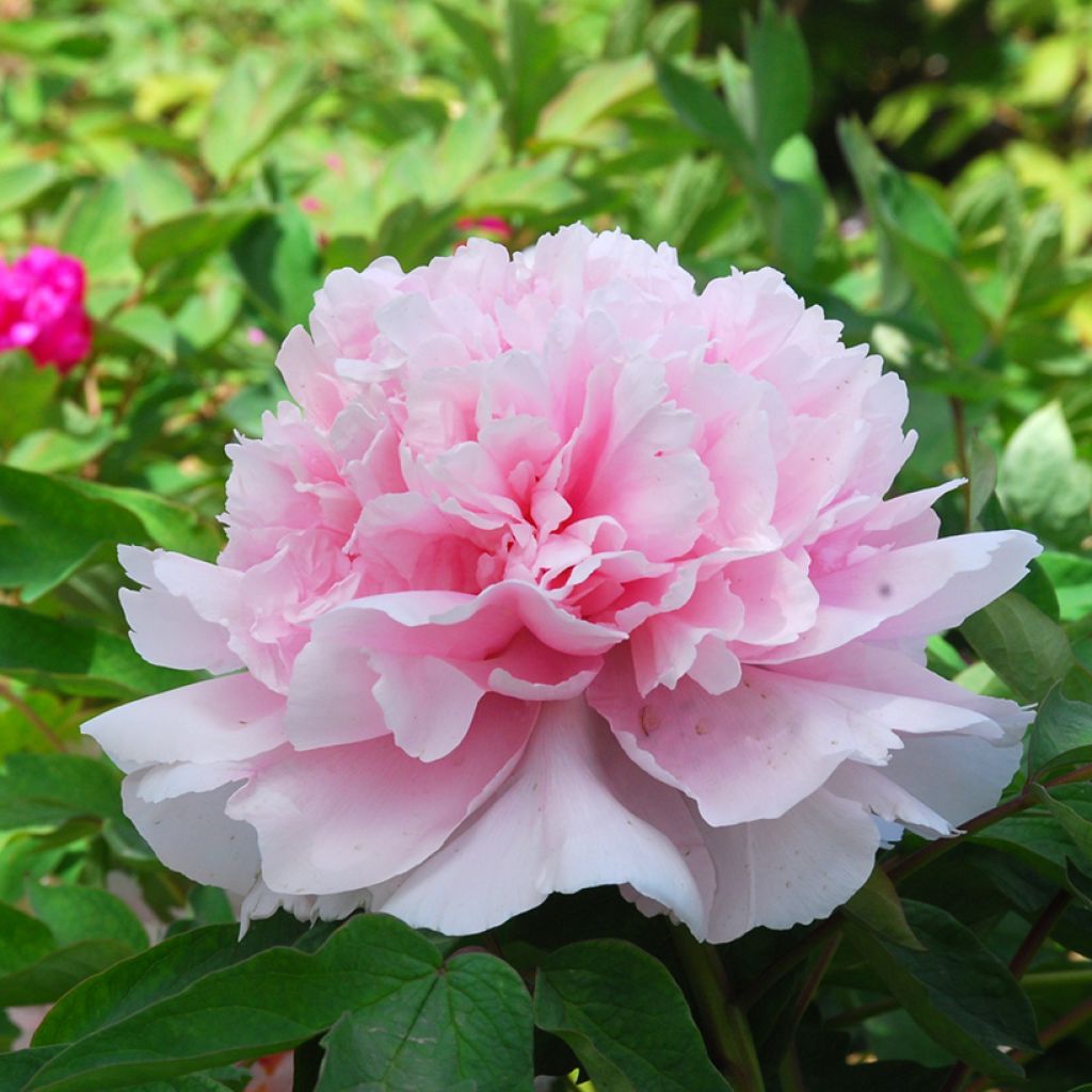 Pensaspioni Zhao Fen (Pink of the Past)