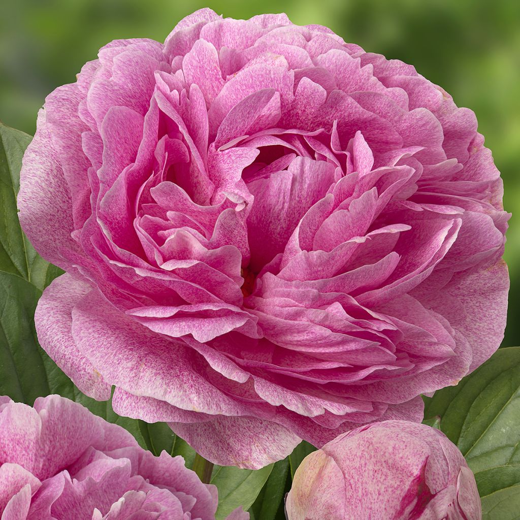 Kiinanpioni The Fawn