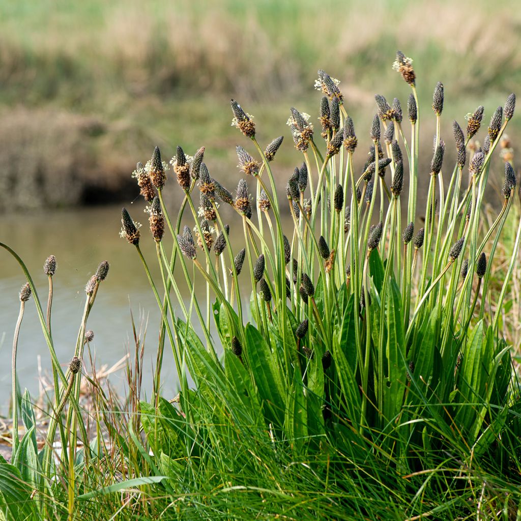 Heinäratamo luomu (siemenet) - Plantago lanceolata
