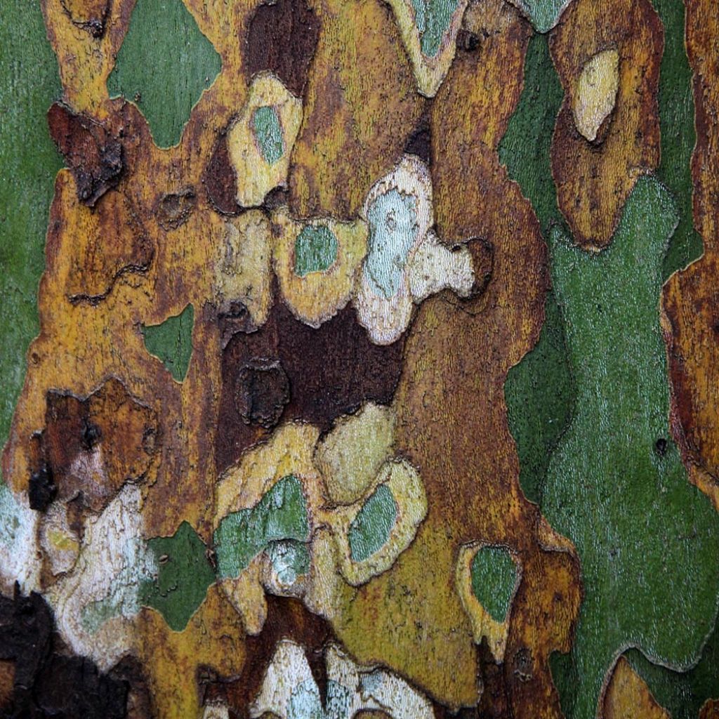 Plataani - Platanus x hispanica