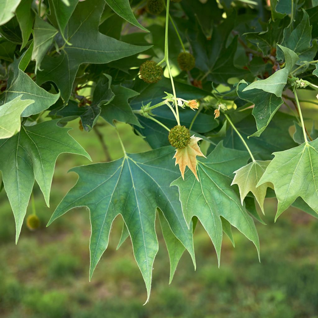 Idänplataani - Platanus orientalis