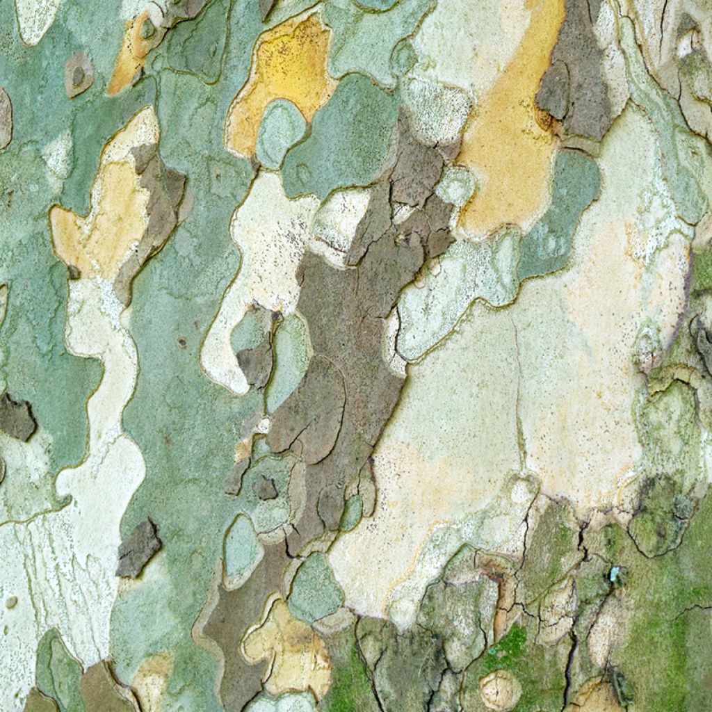 Idänplataani - Platanus orientalis