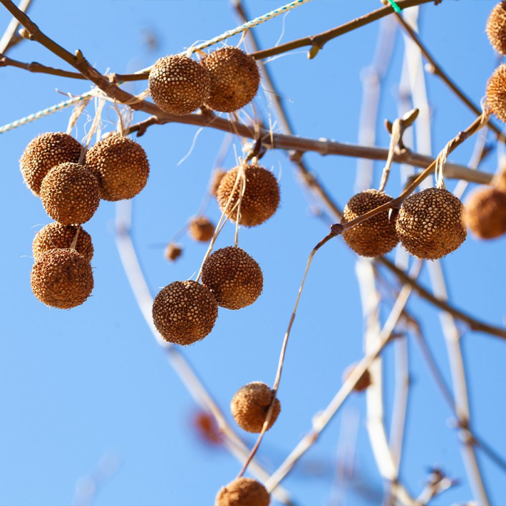 Idänplataani - Platanus orientalis