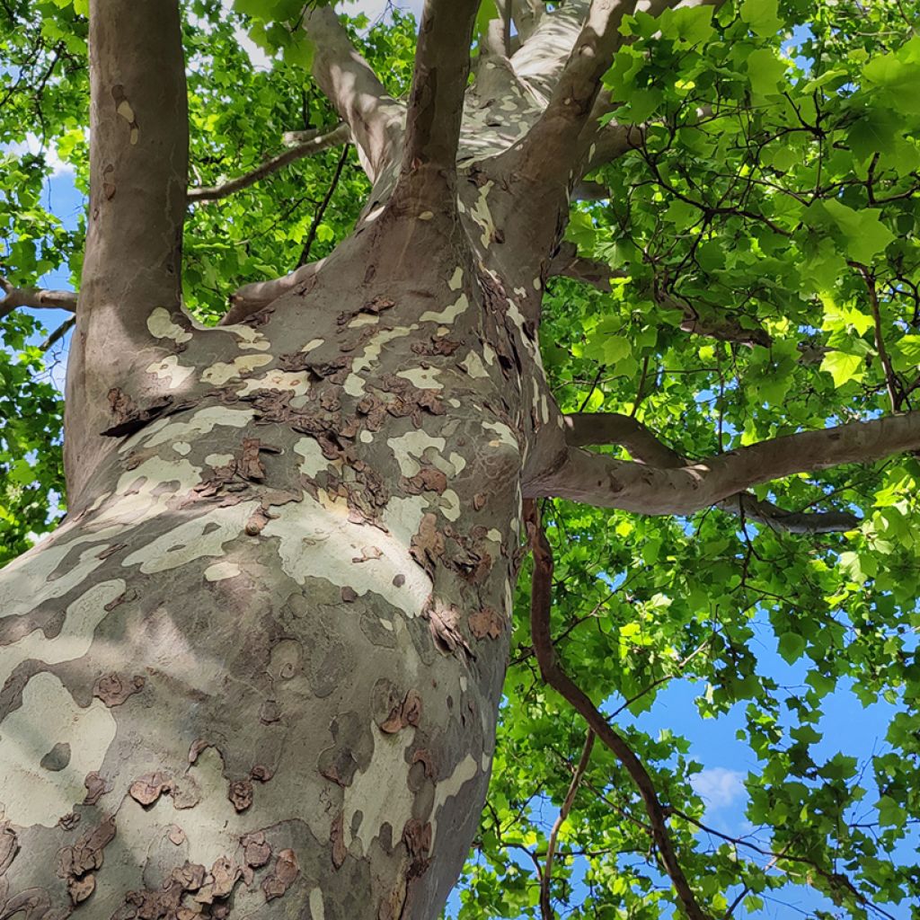 Idänplataani - Platanus orientalis
