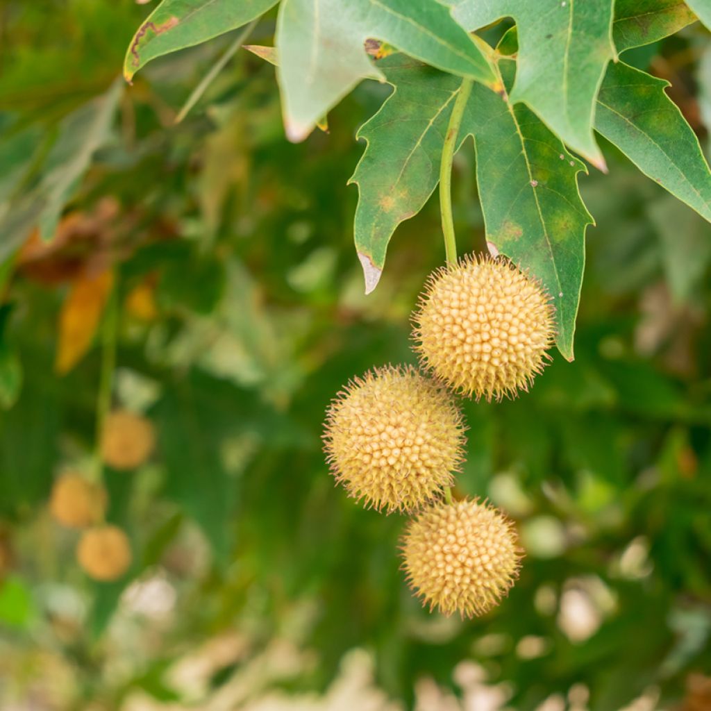 Idänplataani - Platanus orientalis