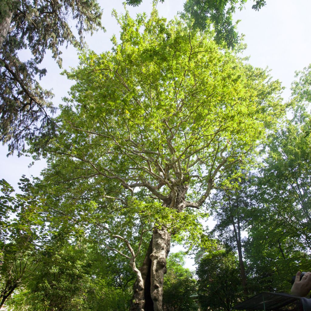 Idänplataani - Platanus orientalis