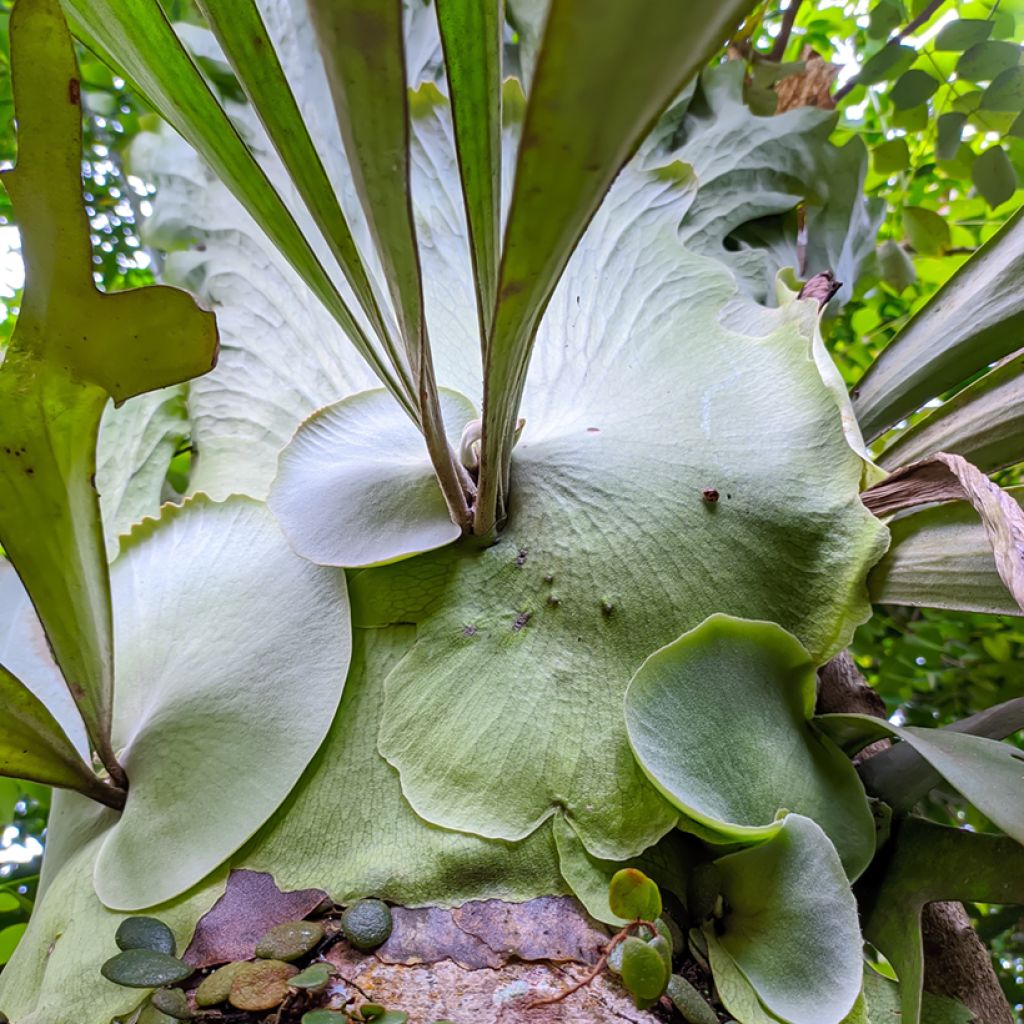Sarvisaniainen - Platycerium alcicorne