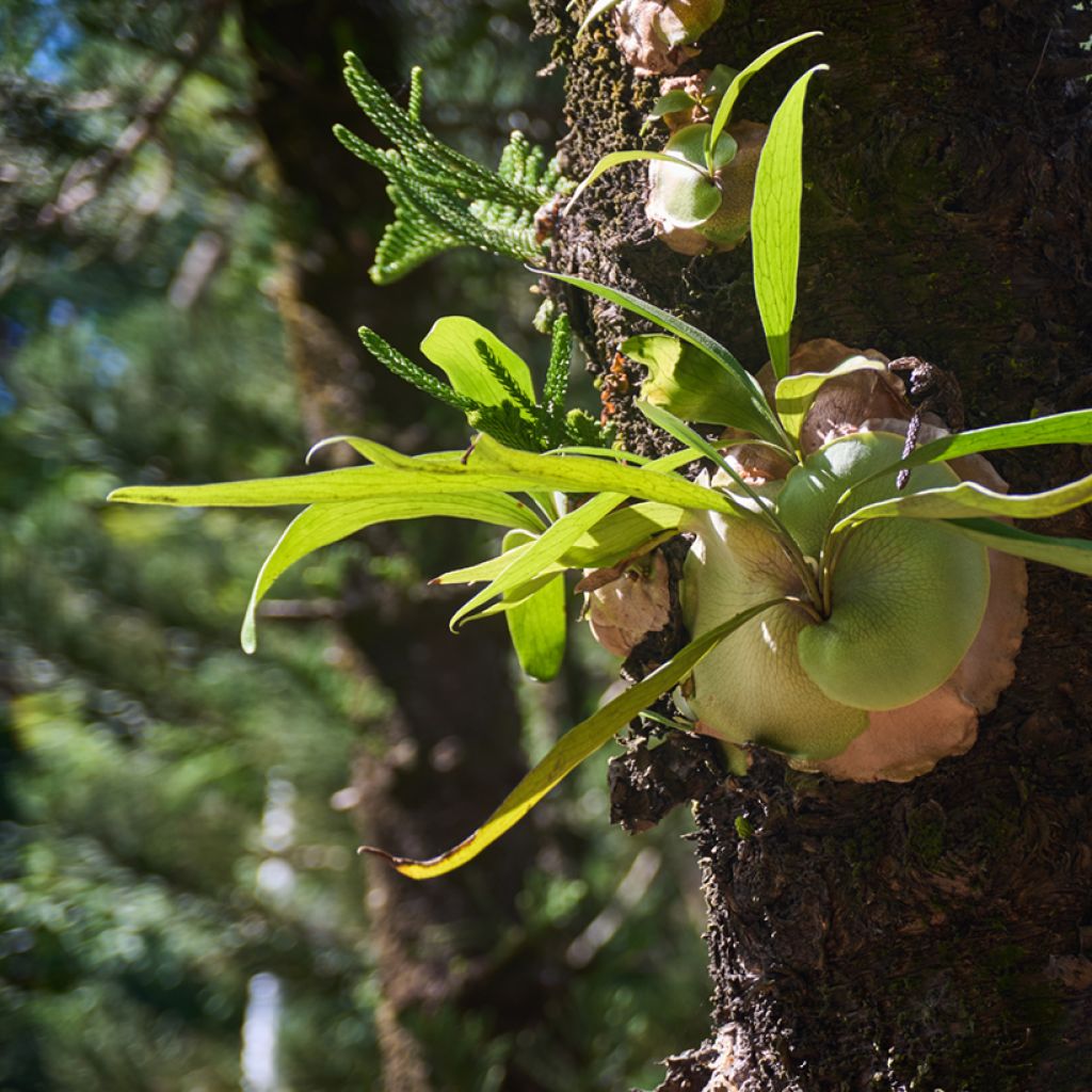 Sarvisaniainen - Platycerium alcicorne
