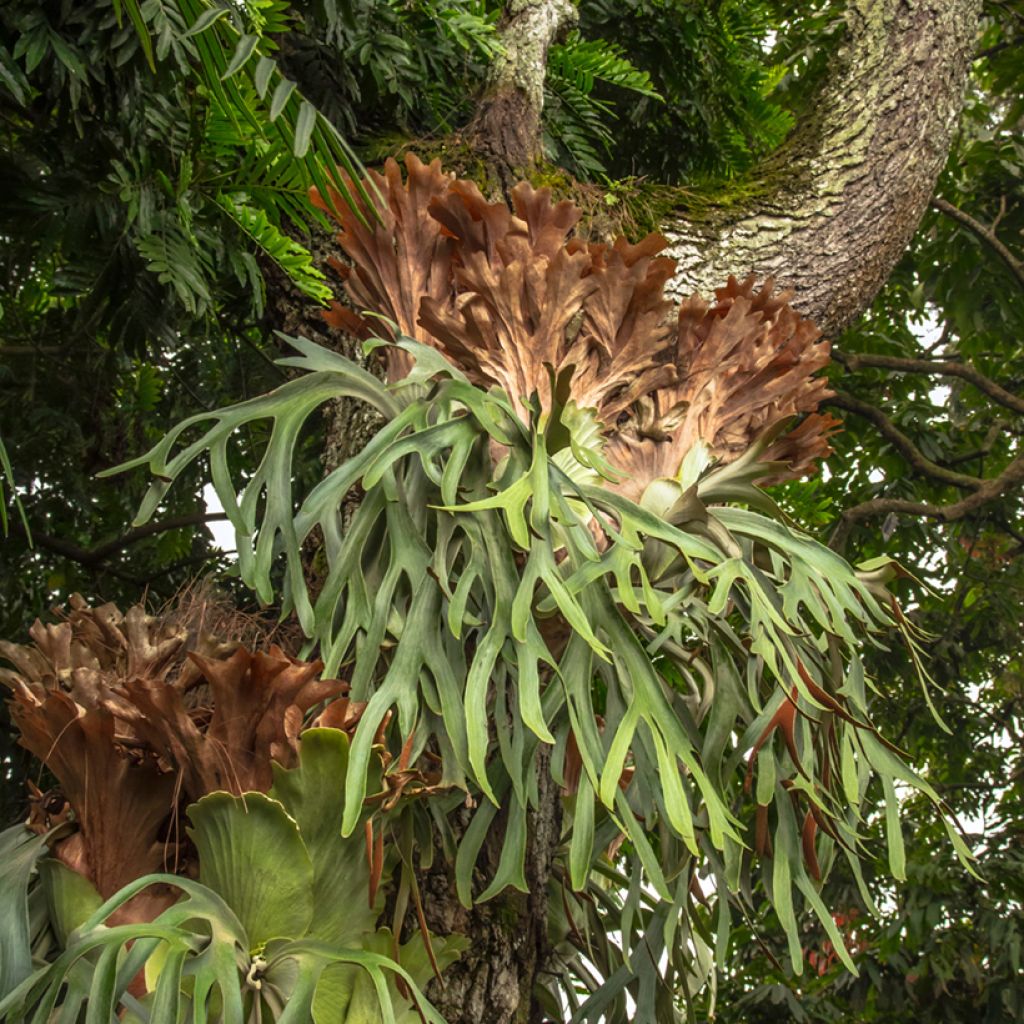 Sarvisaniainen - Platycerium alcicorne