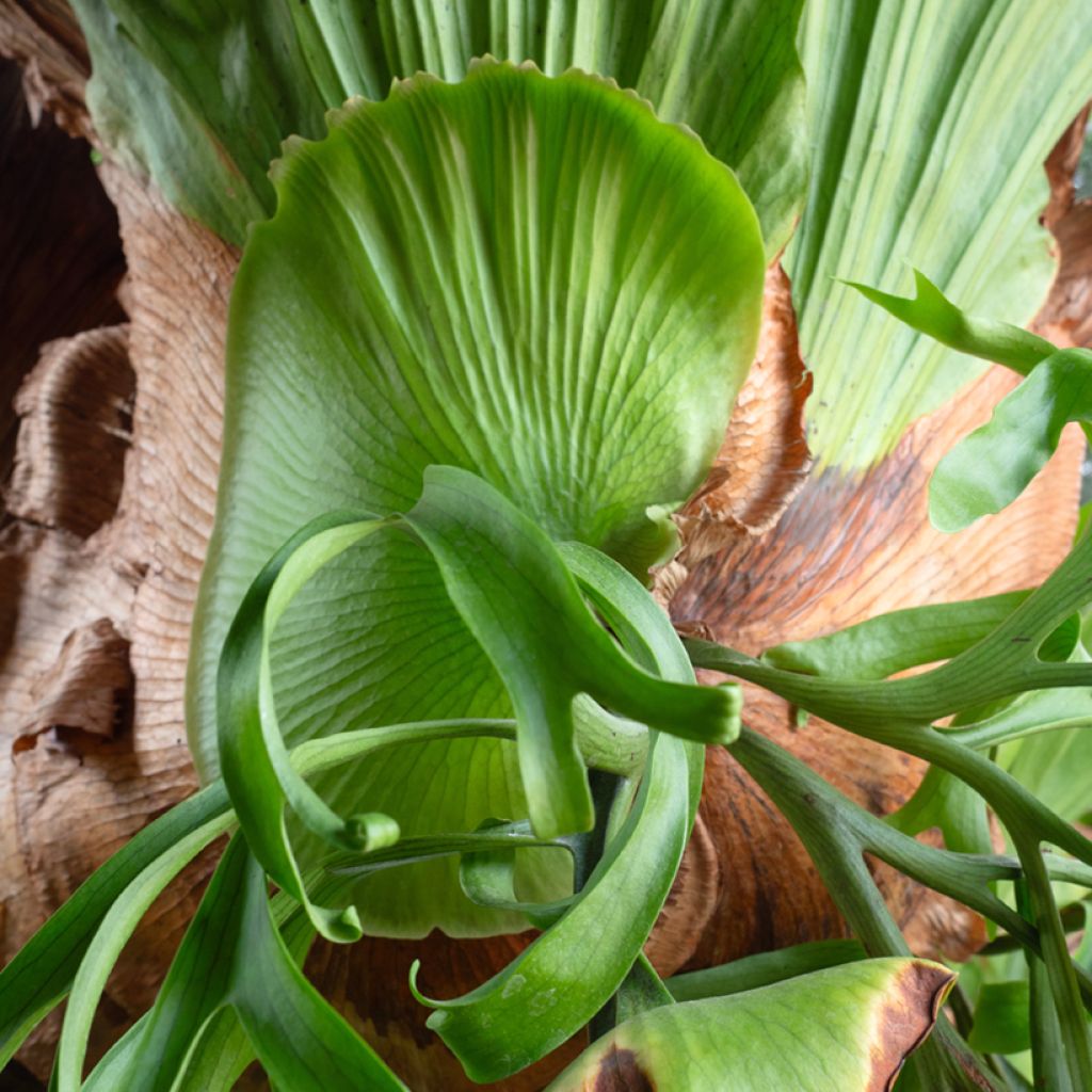 Hirvensarvisaniainen - Platycerium bifurcatum