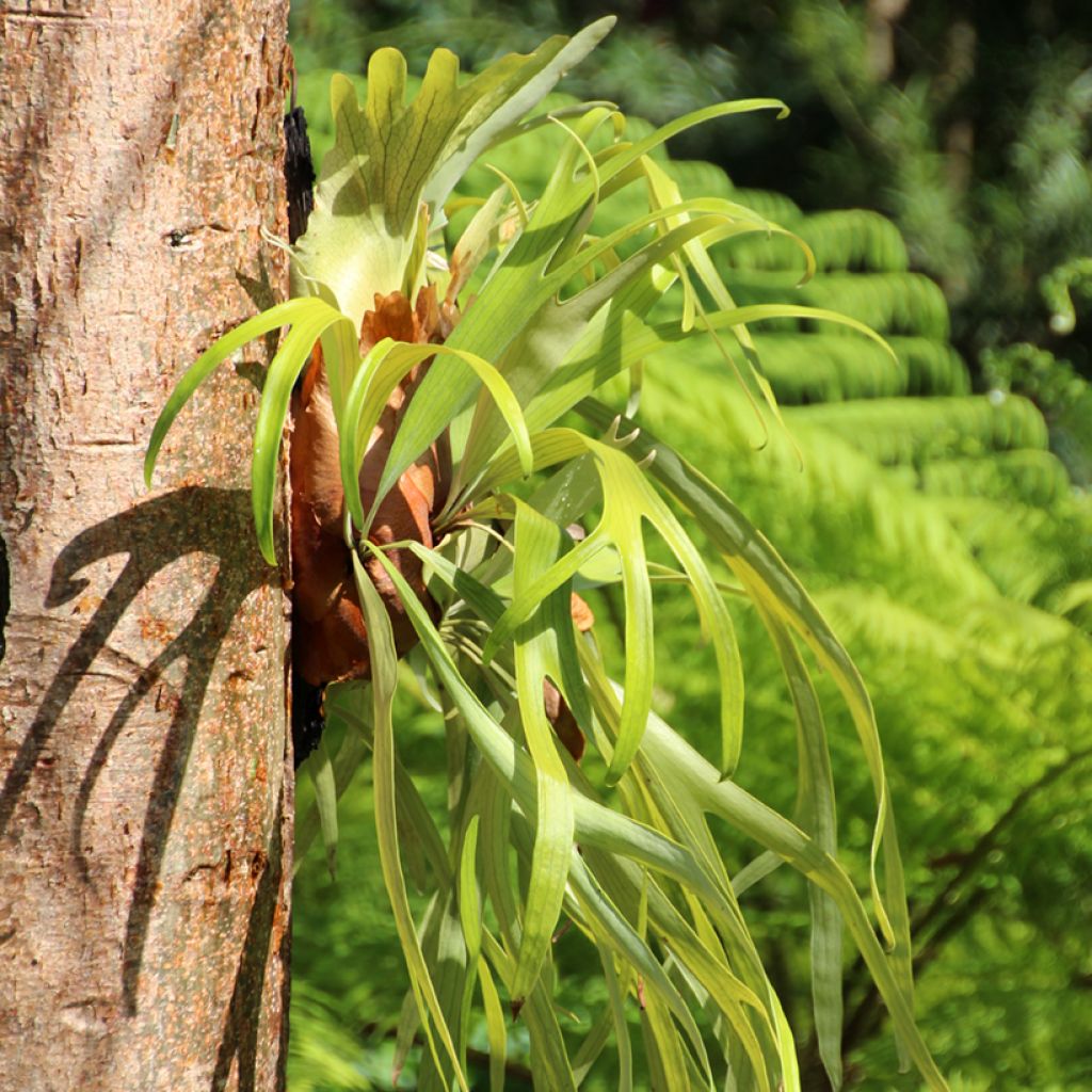 Hirvensarvisaniainen - Platycerium bifurcatum