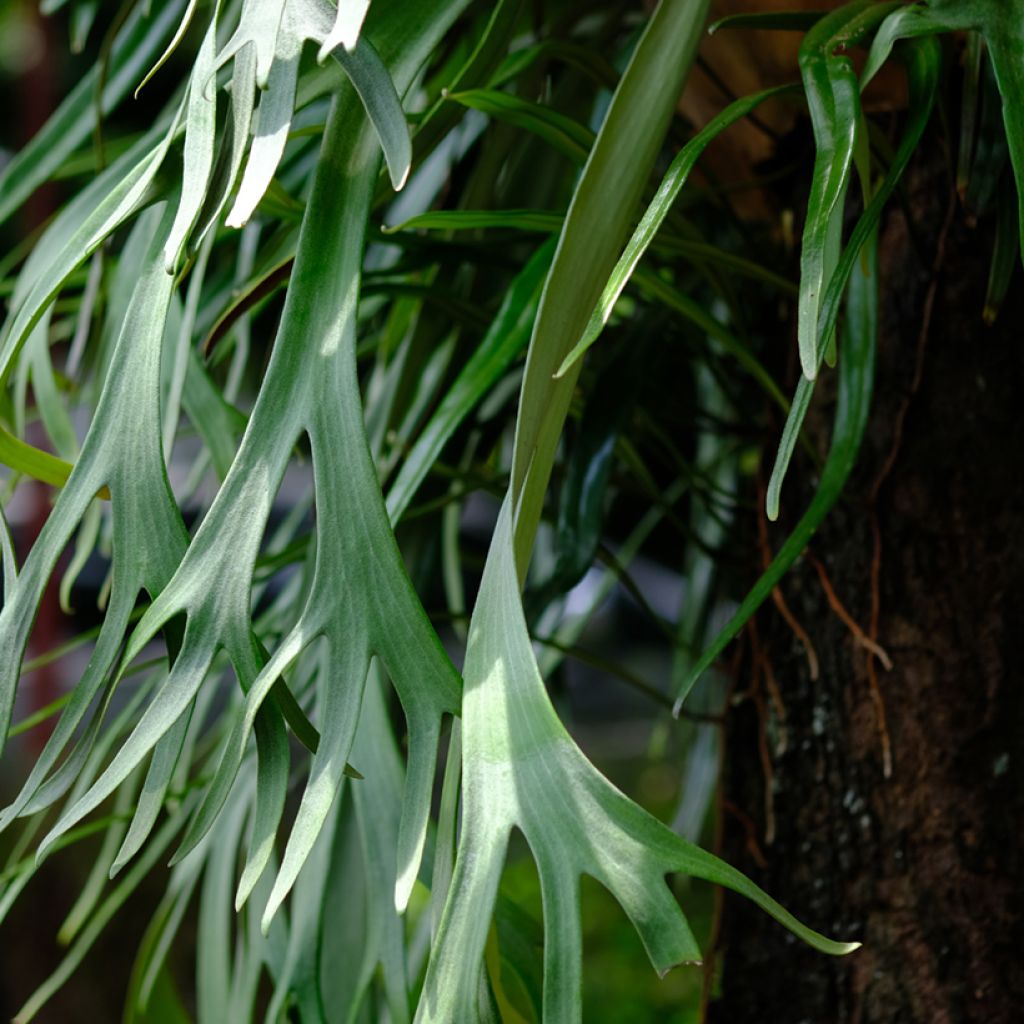 Hirvensarvisaniainen - Platycerium bifurcatum
