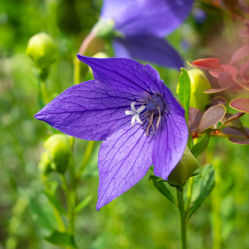 Jalokello Fuji Blue