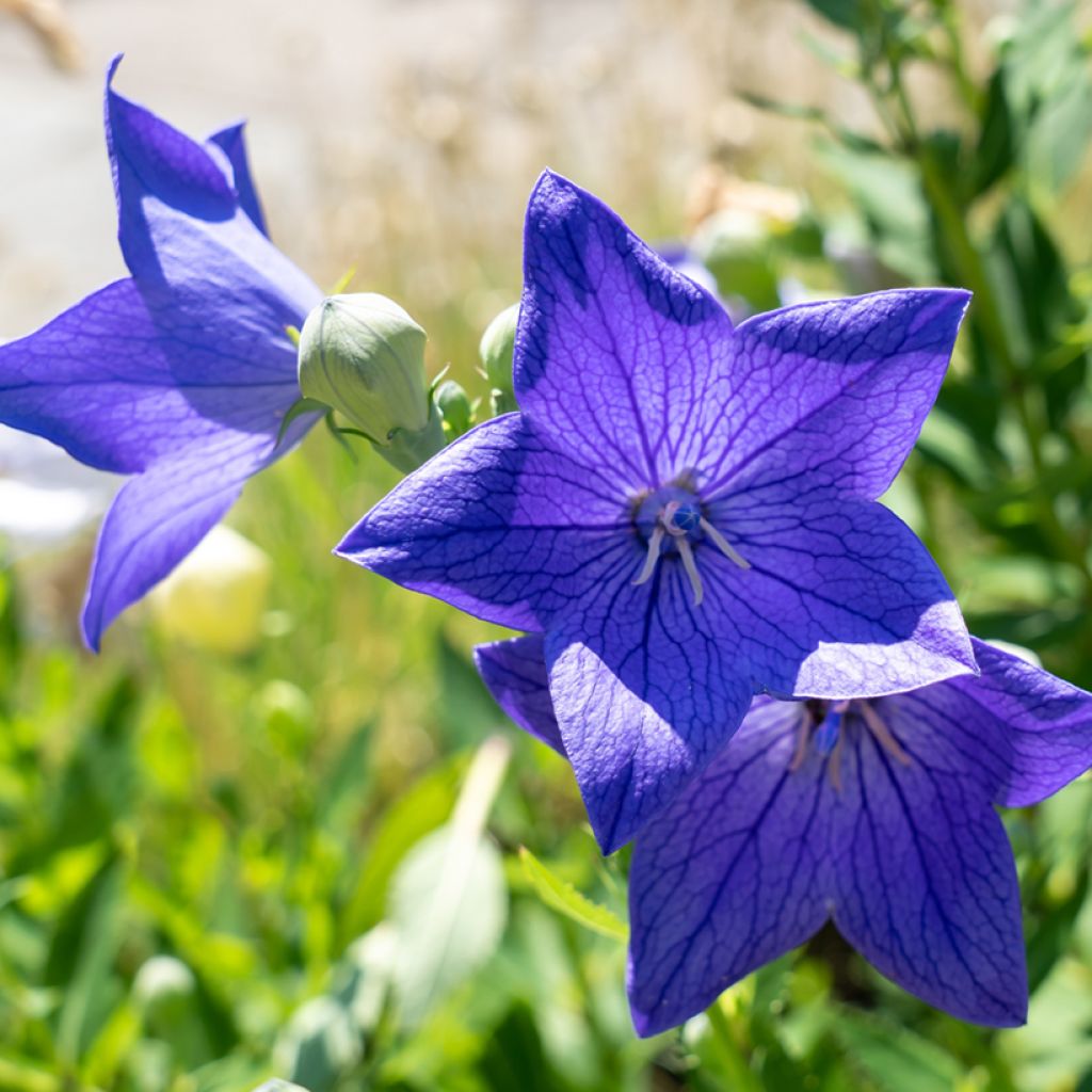 Jalokello Fuji Blue