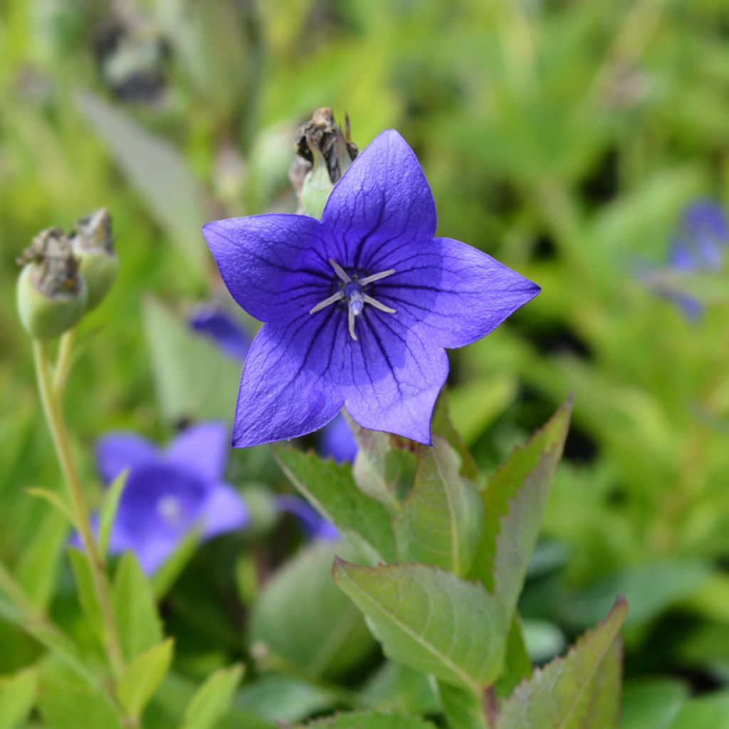 Jalokello Mariesii