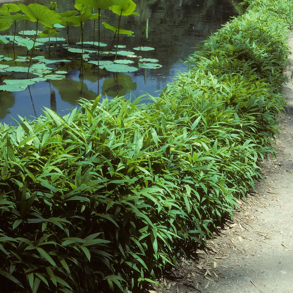 Bambu Vagans