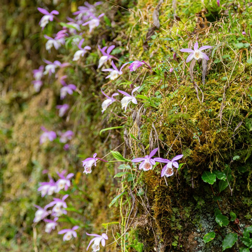 Vaaleatyttökämmekkä - Pleione formosana