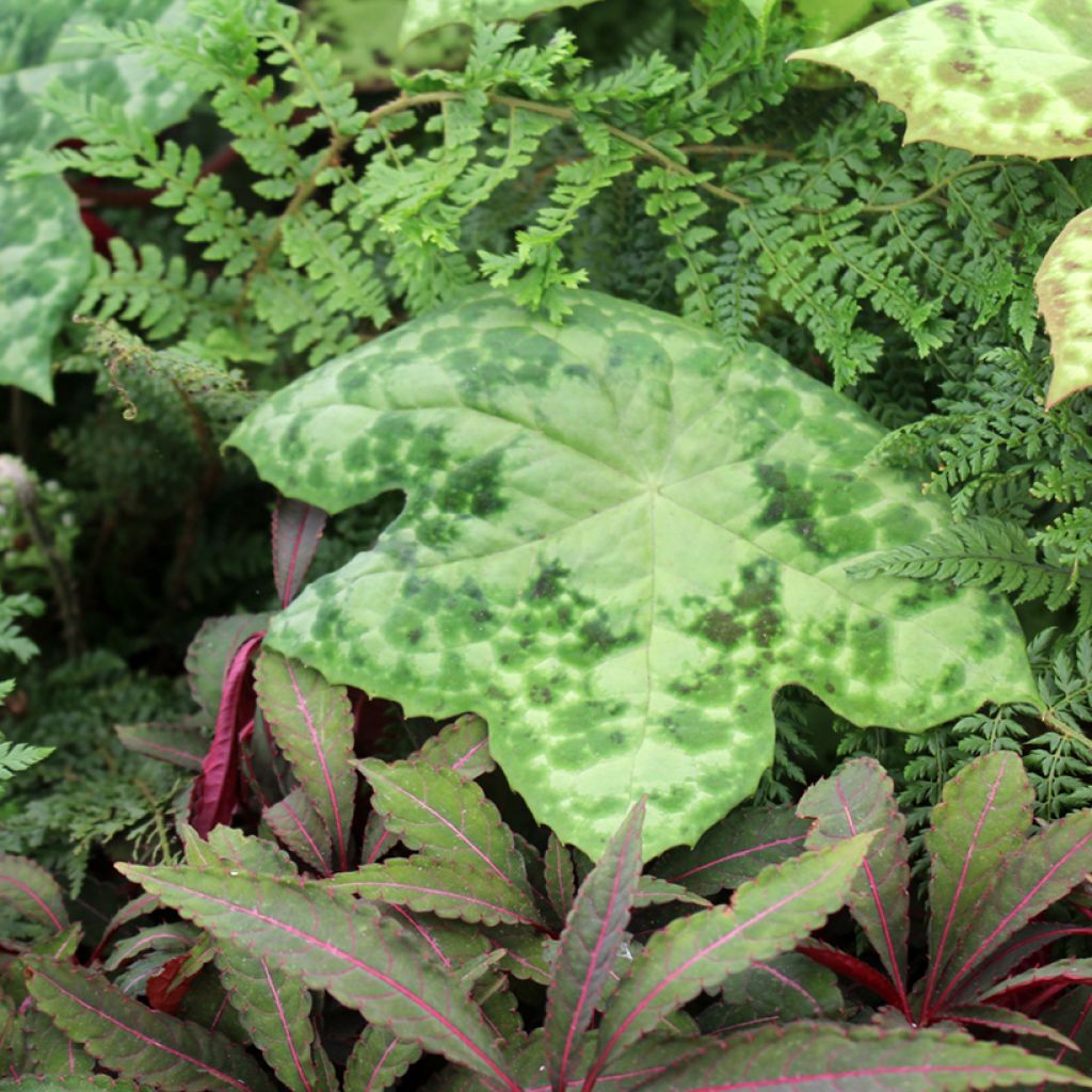 Jalkalehti Spotty Dotty