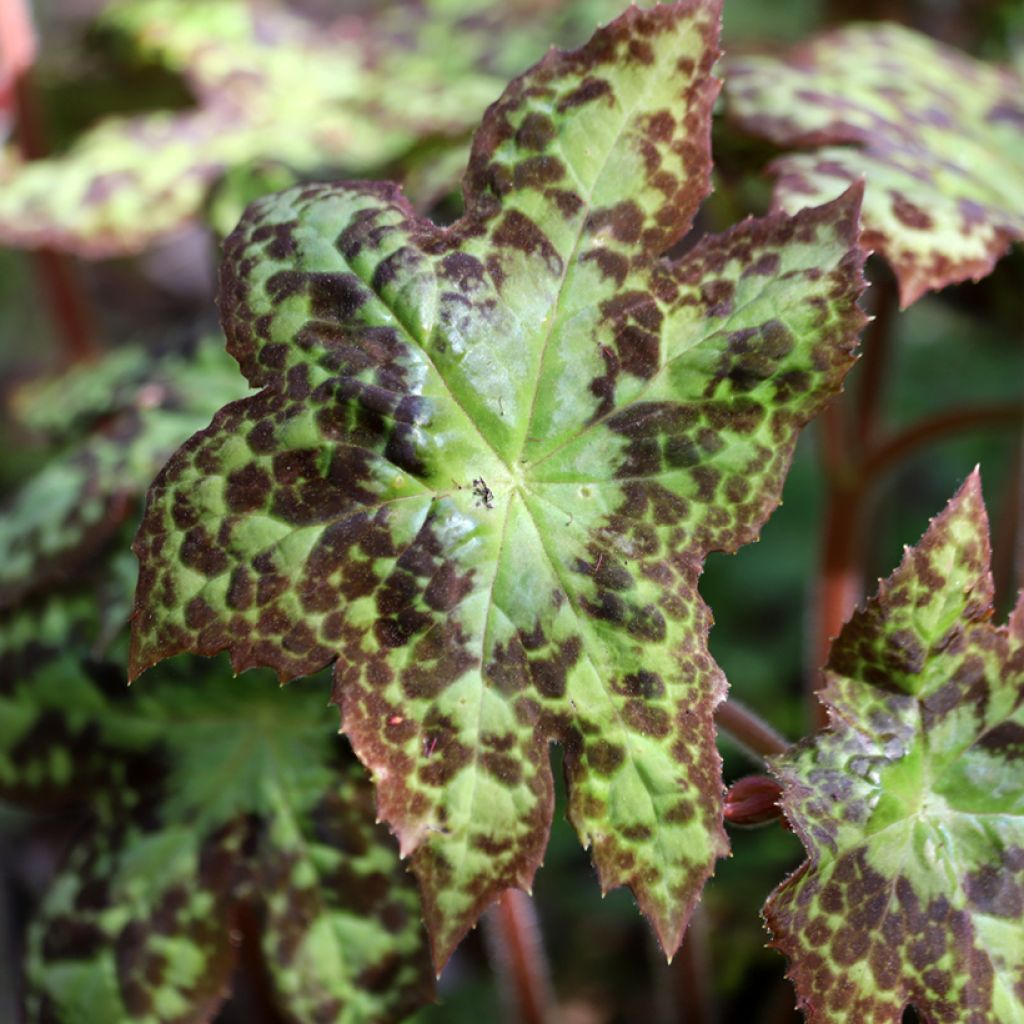 Jalkalehti Spotty Dotty