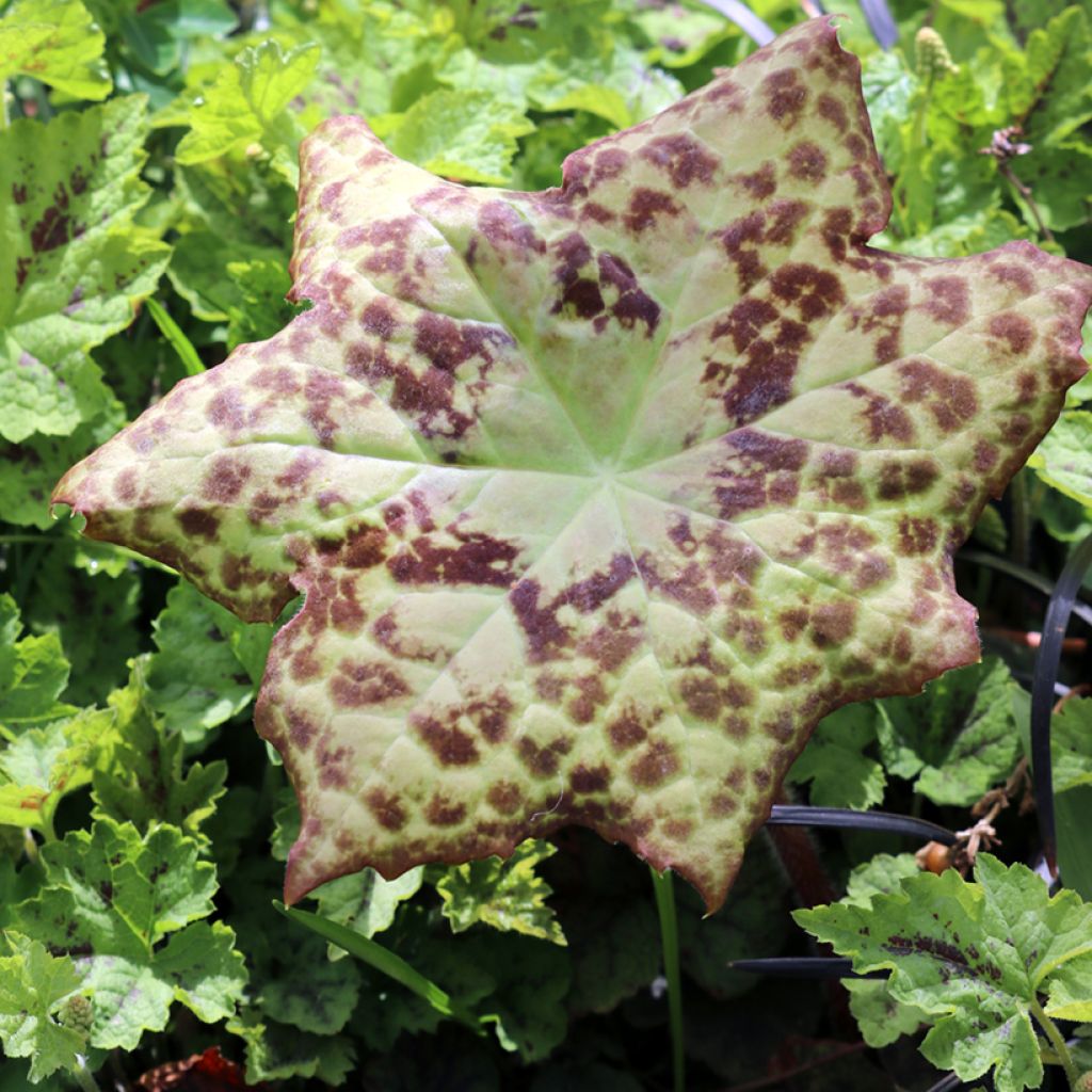 Jalkalehti Spotty Dotty