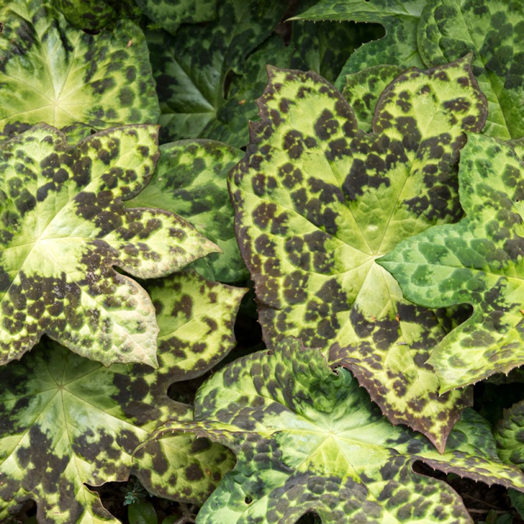 Jalkalehti Spotty Dotty