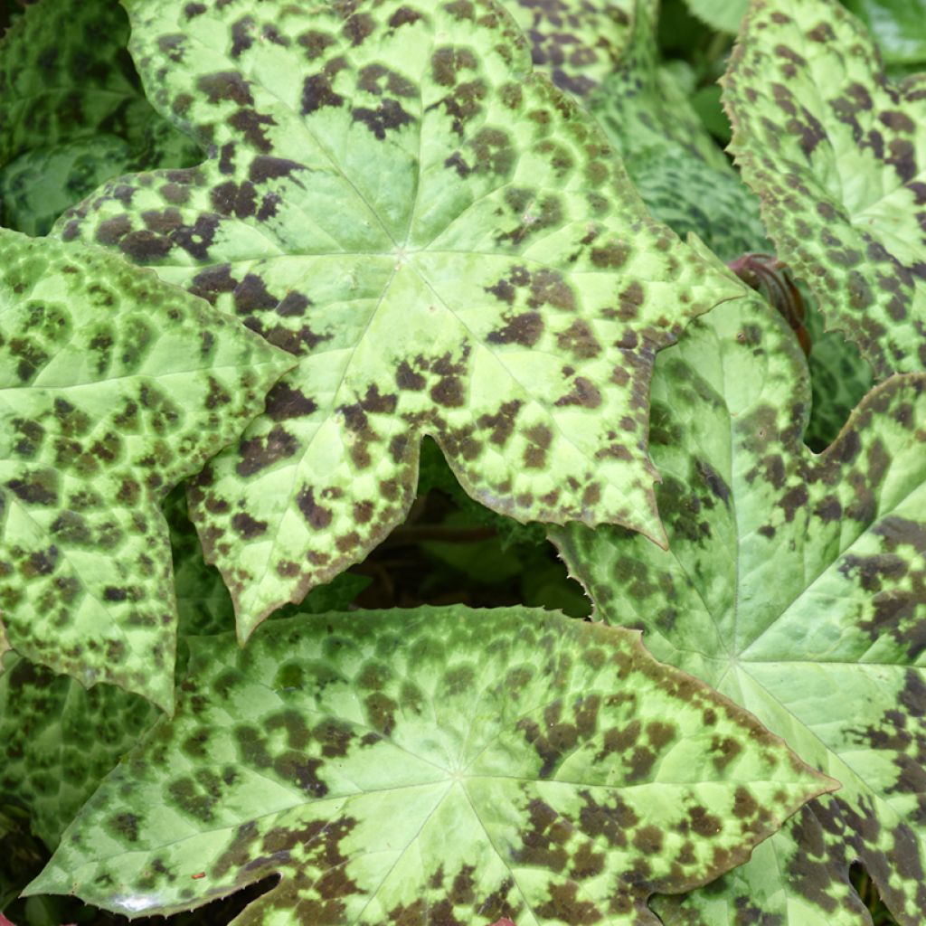 Himalajanjalkalehti - Podophyllum hexandrum