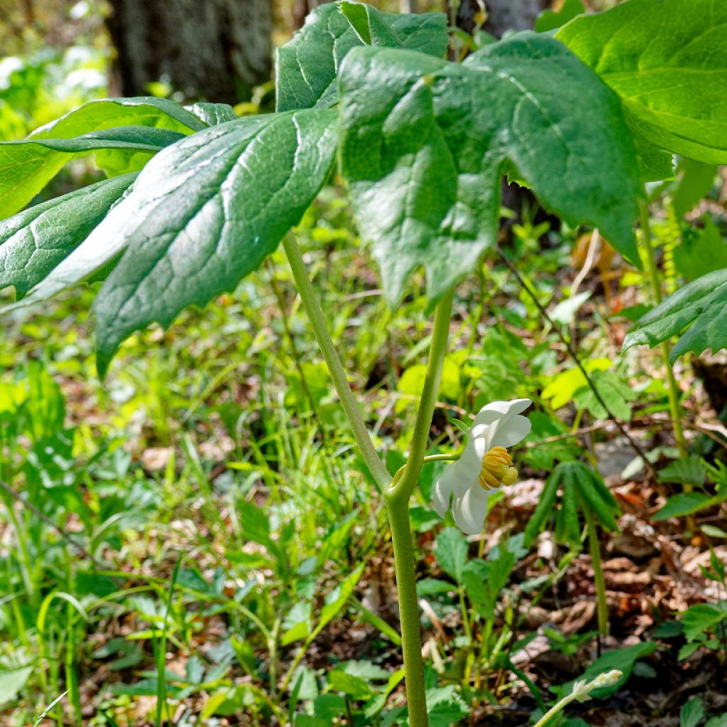 Amerikanjalkalehti - Podophyllum peltatum