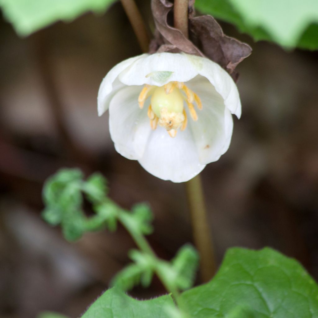 Amerikanjalkalehti - Podophyllum peltatum