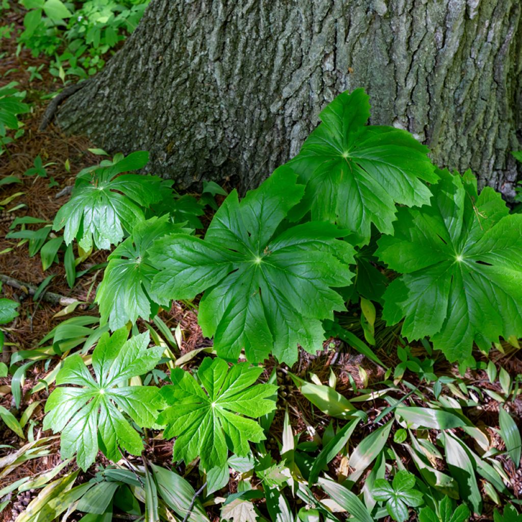 Amerikanjalkalehti - Podophyllum peltatum