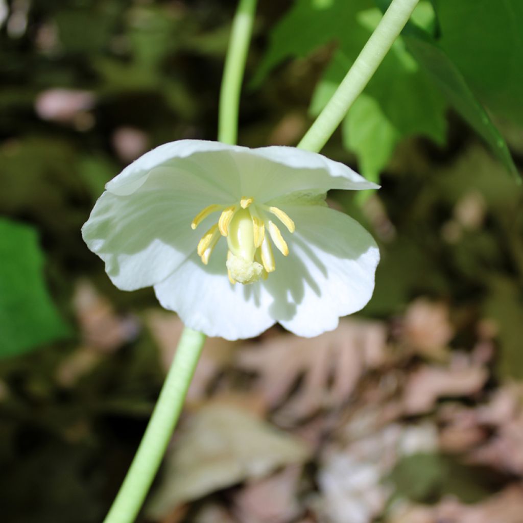Amerikanjalkalehti - Podophyllum peltatum