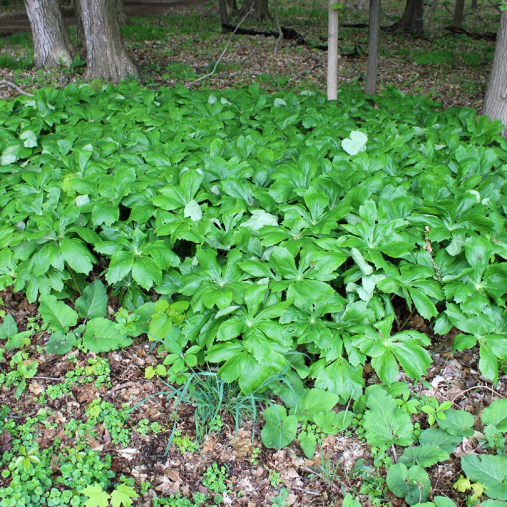 Amerikanjalkalehti - Podophyllum peltatum