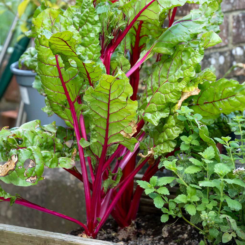 Lehtimangoldi Rhubarb Chard luomu
