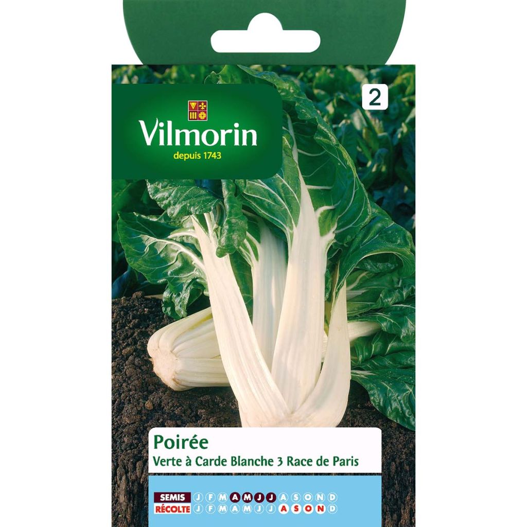 Lehtimangoldi White Silver 3 - Vilmorin