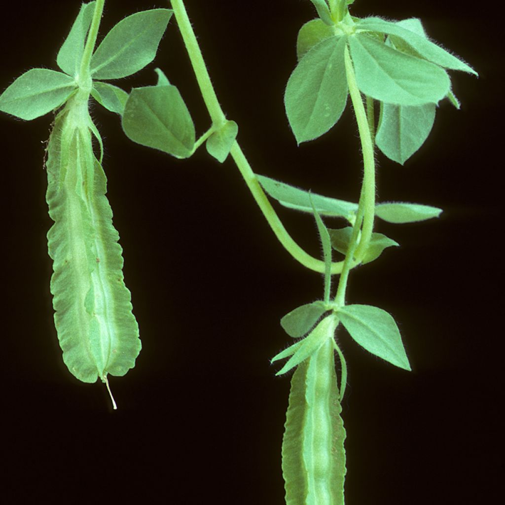 Punaparsaherne purpureus