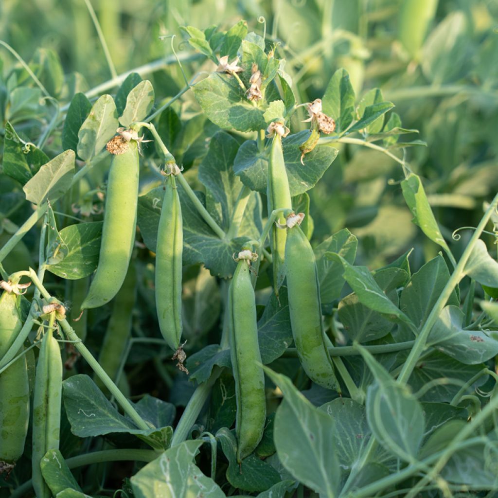 Silpoherne Serpette verte de Malines