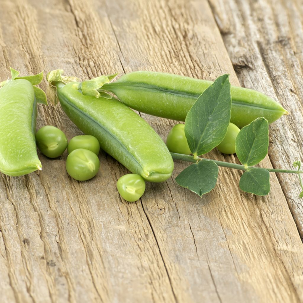 Sokeriherne Sugar Snap Delikett