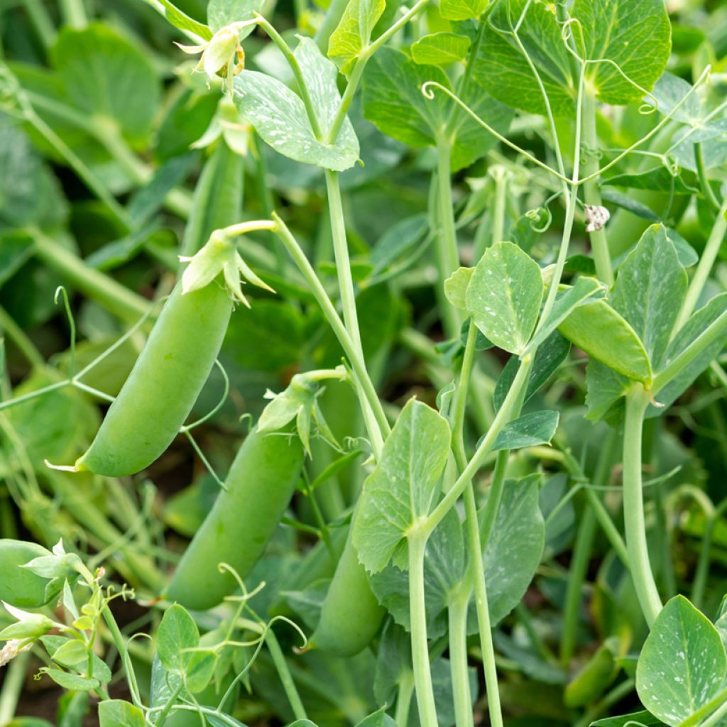 Sokeriherne Sugar Snap Delikett