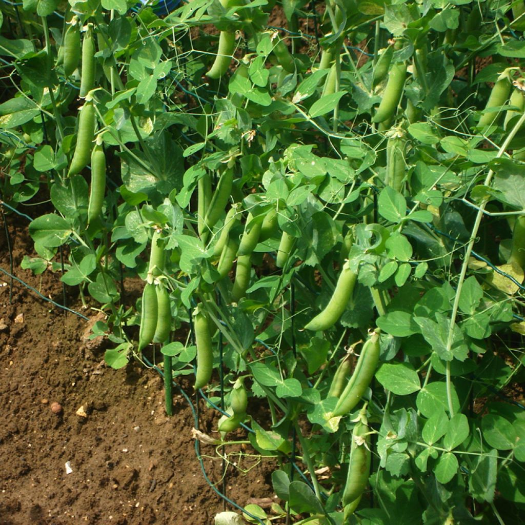 Silpoherne Vada