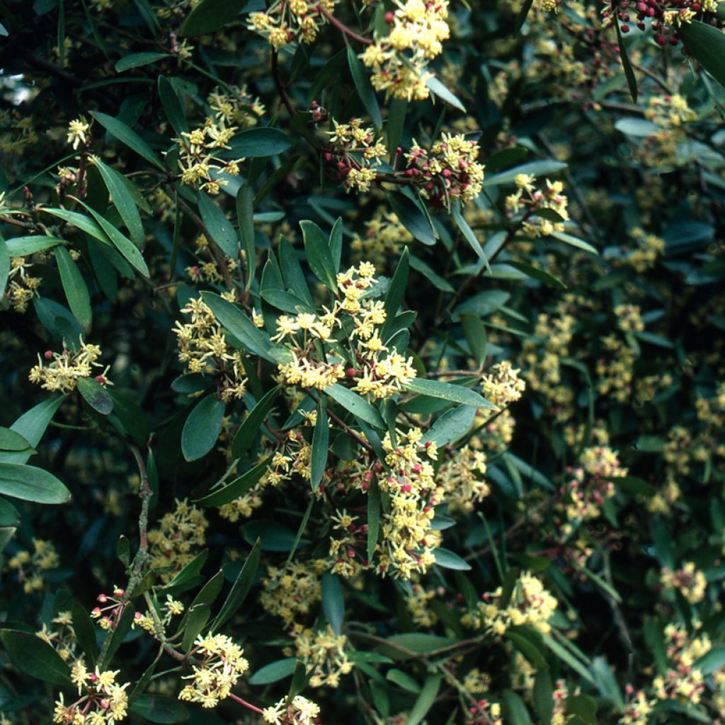 Drimys aromatica