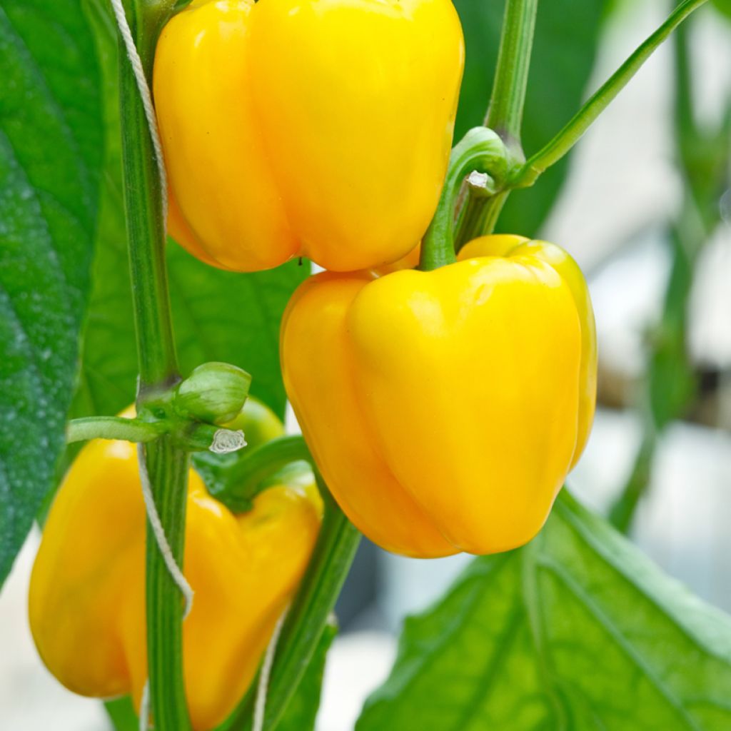 Maustepaprika Afterglow Tenor F1 taimena