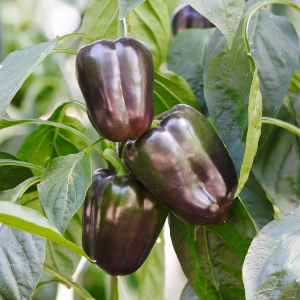 Maustepaprika Bellania F1 luomu
