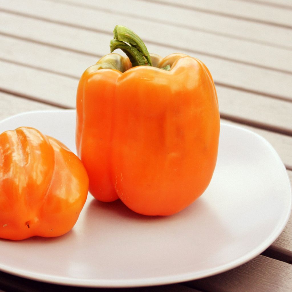 Maustepaprika California Orange Wonder luomu - Ferme de Sainte Marthe