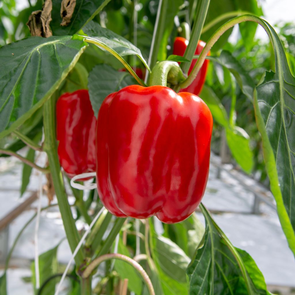 Maustepaprika California Wonder