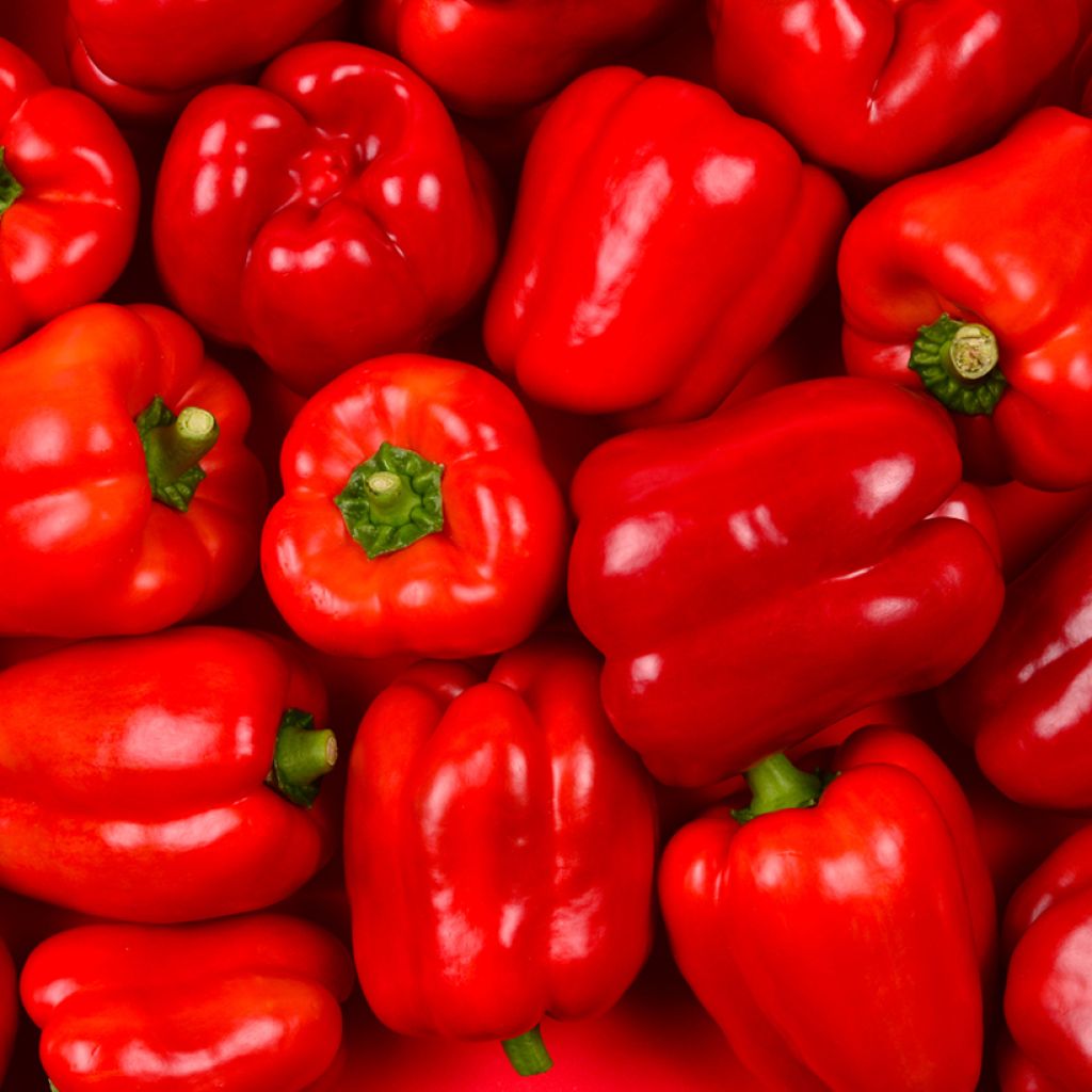 Maustepaprika California Wonder