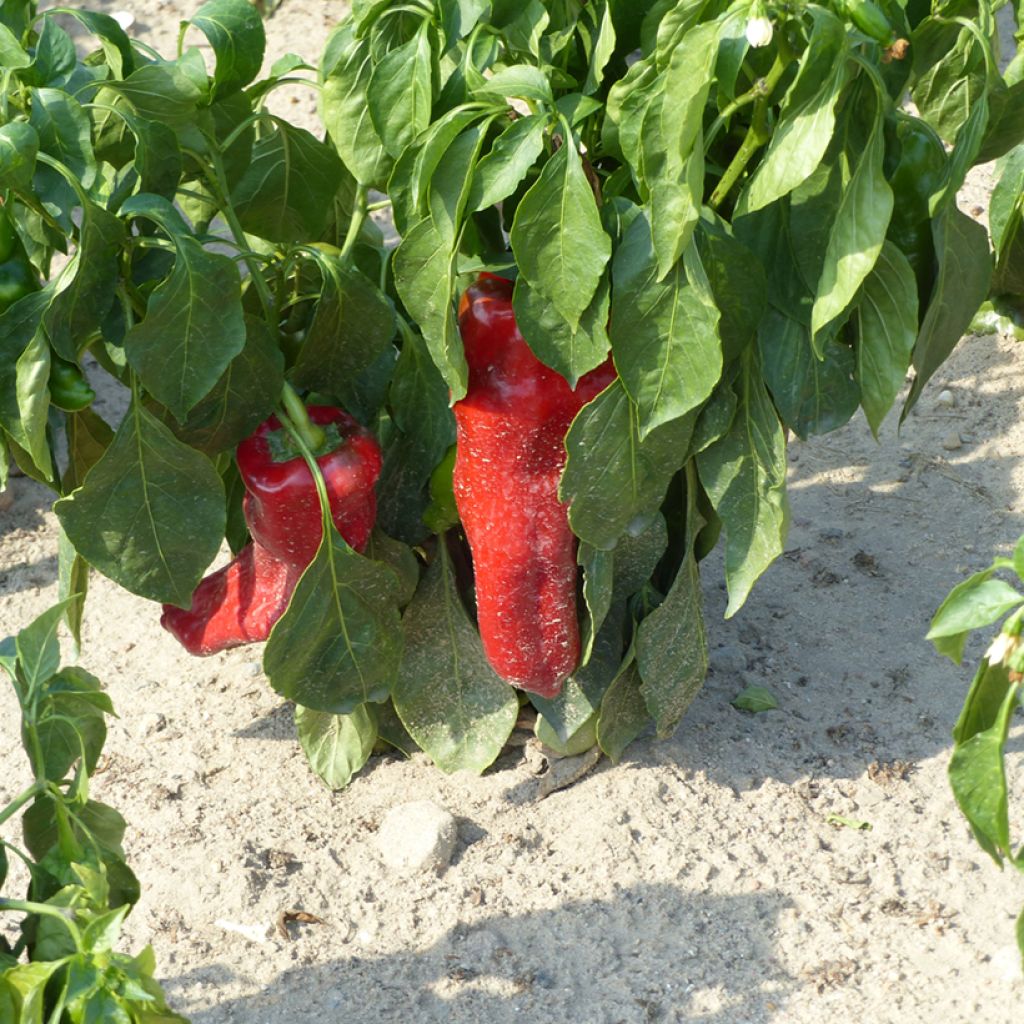 Paprika Corno di Toro Rosso