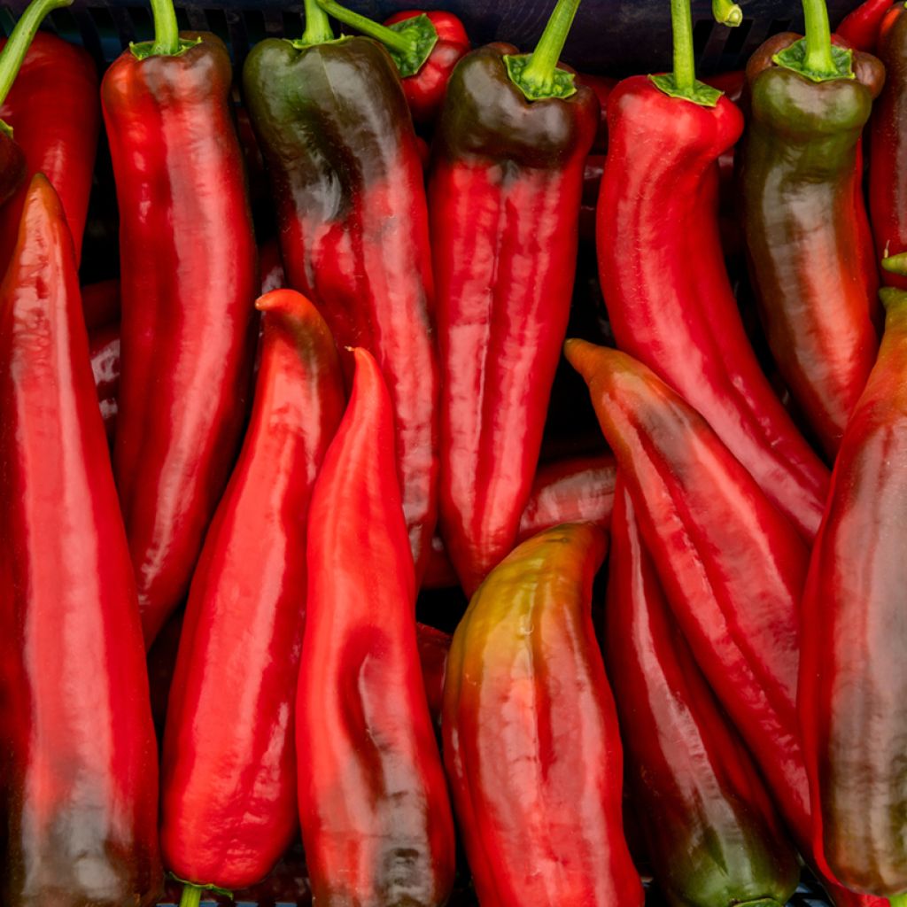 Paprika Corno di Toro Rosso